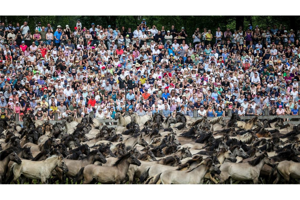 Bilder des Tages Die komplette Herde in der Wildpferdearena