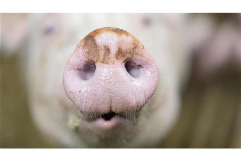 Die Kontrollbehörde für Lebensmittelsicherheit und Veterinärwesen hat nach eigenen Angaben Strafanzeige bei der Staatsanwaltschaft Memmingen gestellt. (Symbolbild)