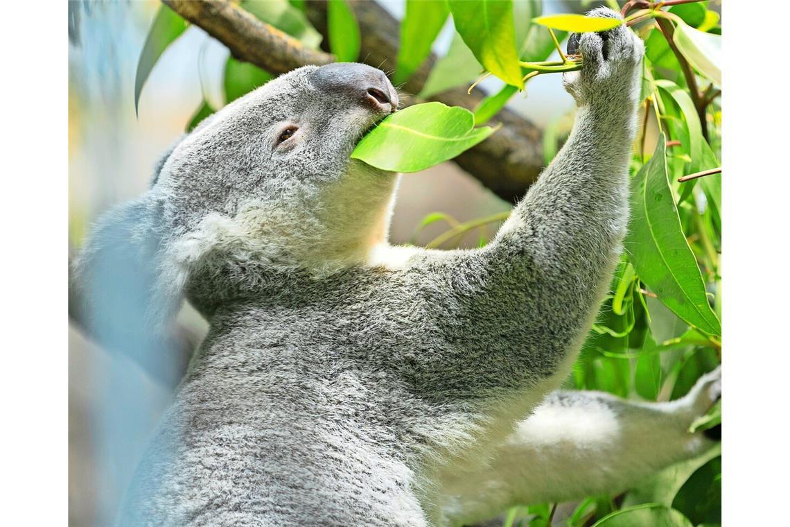 Die Kosten vor allem für die Koalas sind in der Wilhelma gestiegen.