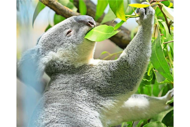 Die Kosten vor allem für die Koalas sind in der Wilhelma gestiegen.