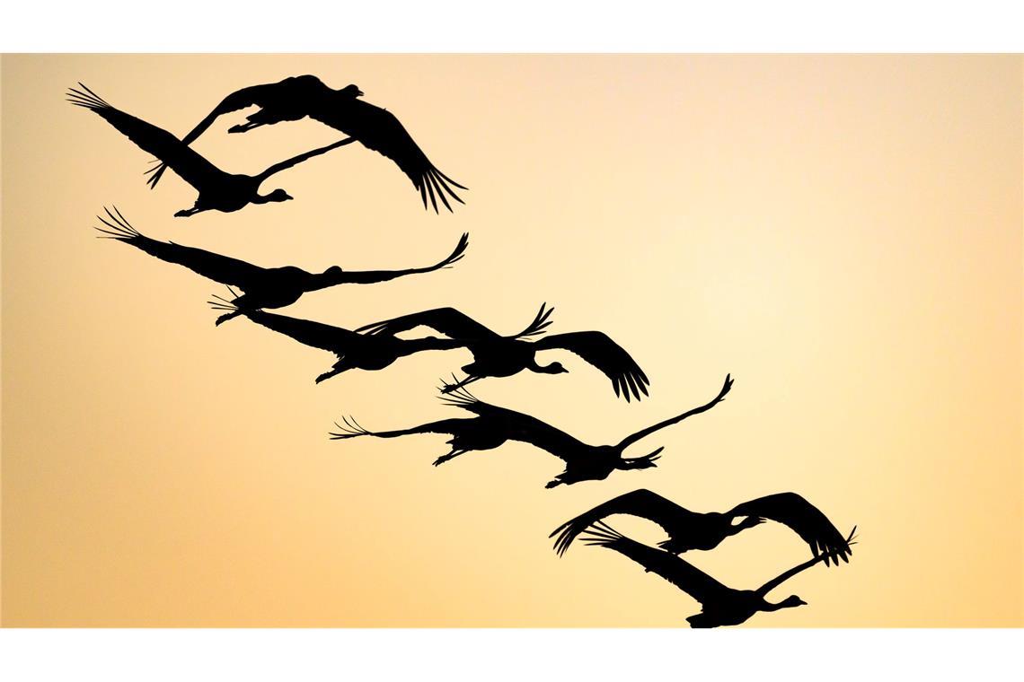 Die Kraniche ziehen wieder.