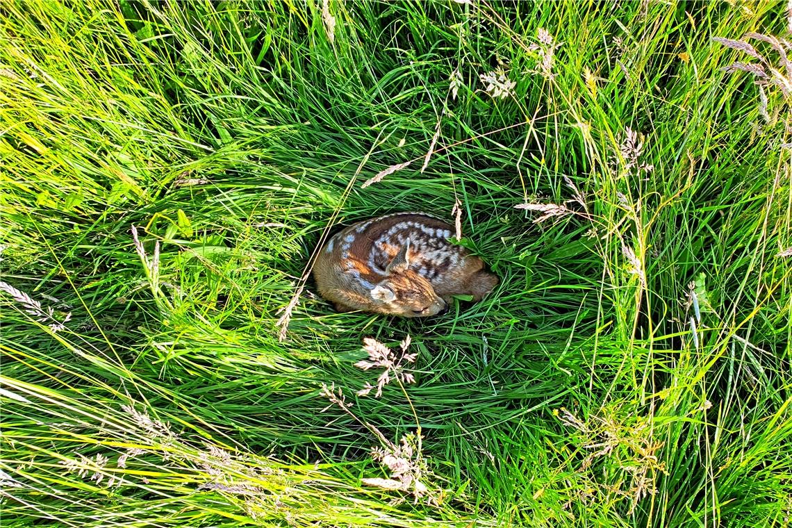 Rettung für Bambis kommt aus der Luft Die kritische Zeit für Rehkitze ist die sogenannte Setzzeit zwischen Mitte Mai und Mitte Juni, in der die meisten Ricken ihre Jungen zur Welt bringen und im tiefen Gras ablegen. Fotos: Flugmodus