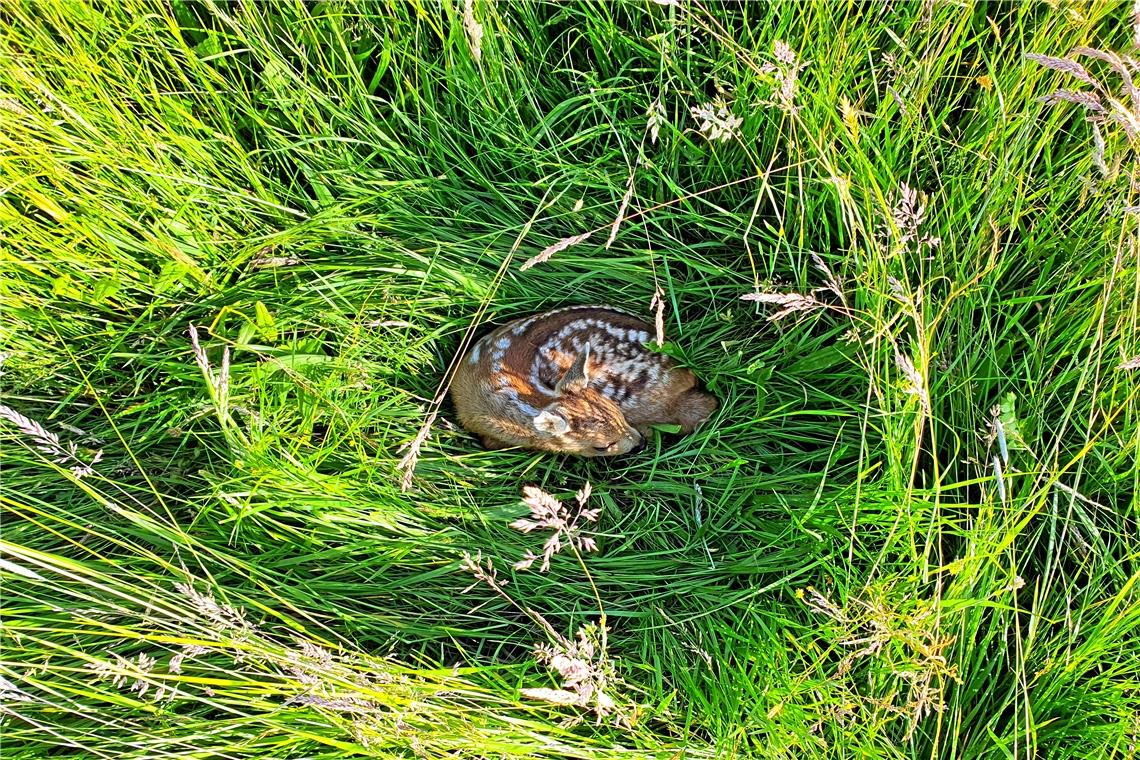 Die kritische Zeit für Rehkitze ist die sogenannte Setzzeit zwischen Mitte Mai und Mitte Juni, in der die meisten Ricken ihre Jungen zur Welt bringen und im tiefen Gras ablegen. Fotos: Flugmodus