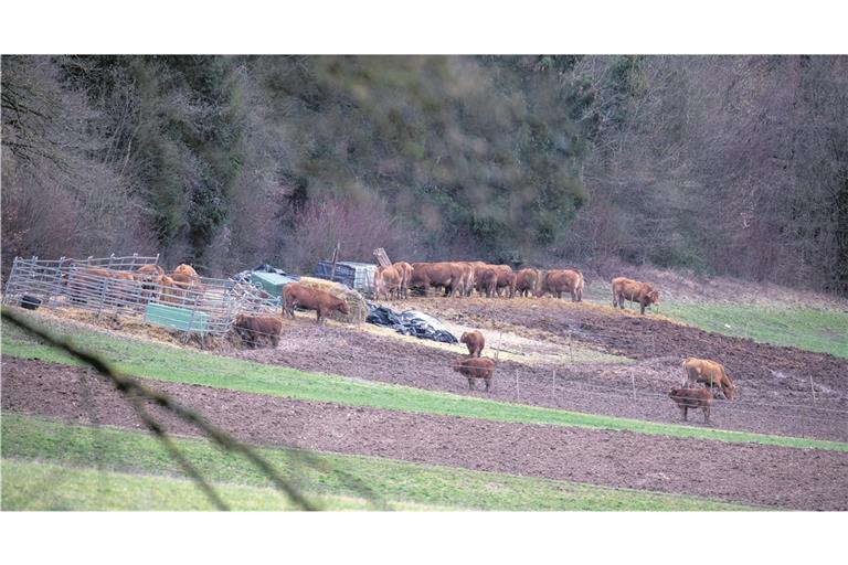 Die Kühe auf einem Areal zwischen Kirchberg an der Murr und Burgstall: Besorgte Beobachter sagen, die Kühe befänden sich in einem schrecklichen Zustand. Foto: A. Becher
