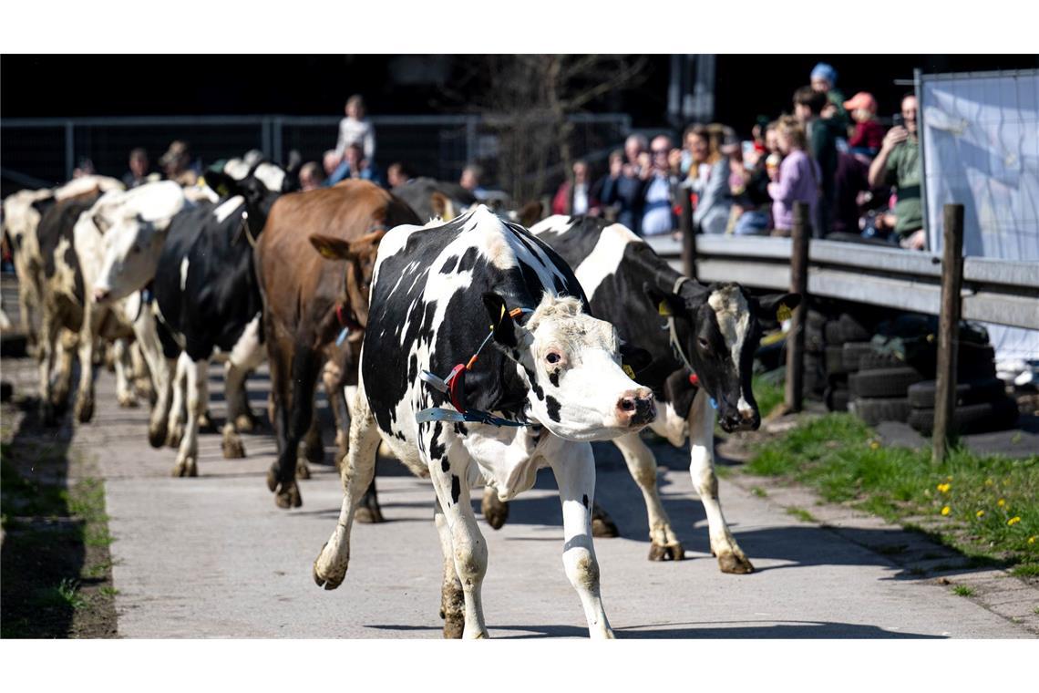 Bilder des Tages Die Kühe vom Weidemilchbetrieb der Familie Hanken werden das erste Mal auf die Weide gelassen.