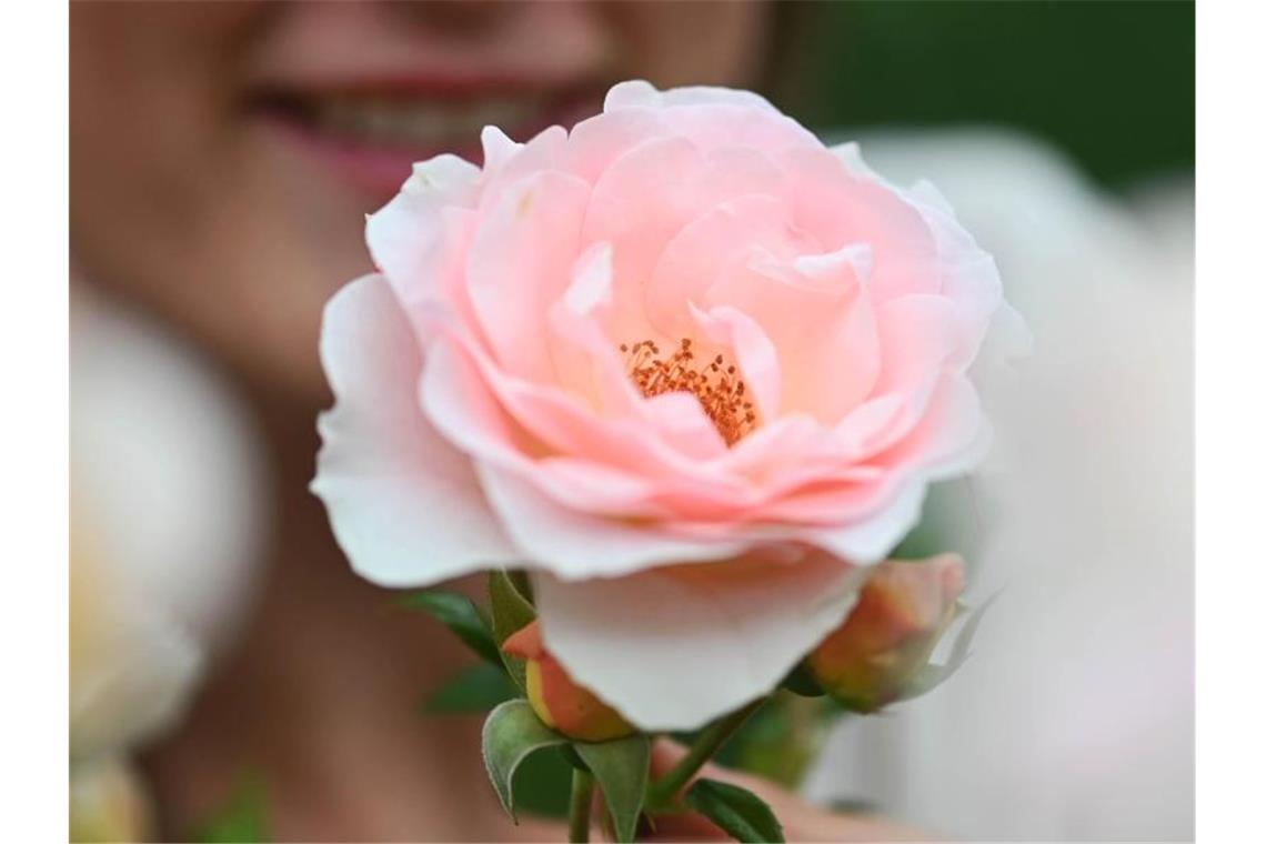 Die lachsrosafabene Floribundarose „Royale Estelle“ im Rosenneuheitengarten auf dem Beutig. Foto: Uli Deck/dpa