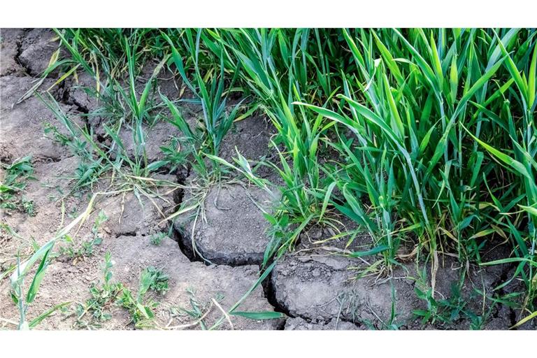 Die Landwirtschaft in Europa kämpft mit den Folgen des Klimawandels.