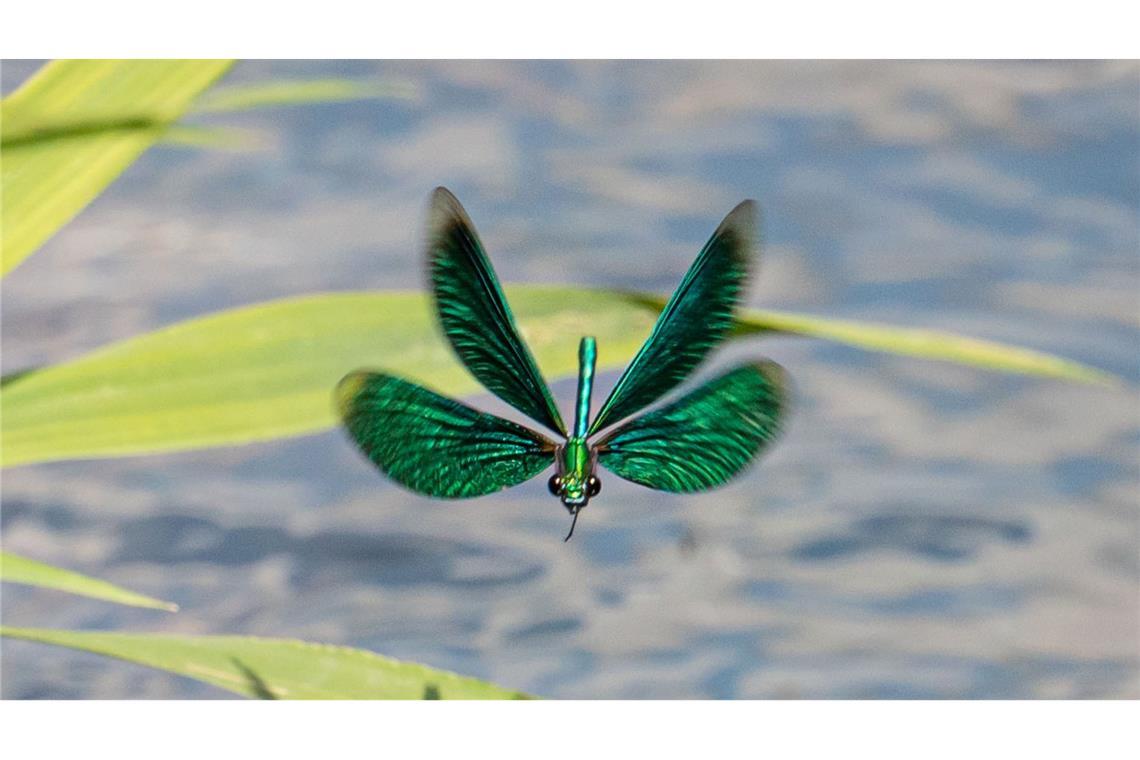 Viele Chemikalien sind unerkannt in Gewässern Die Larven der Libellen entwickeln sich im Wasser. (Archivbild)