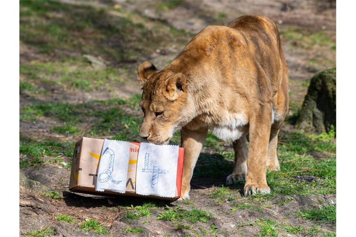 Älteste Zoo-Löwin in der EU feiert Geburtstag Die Löwin Zeta schnuppert an ihrem 24. Geburtstag am Geschenkkarton. Foto: Guido Kirchner/dpa