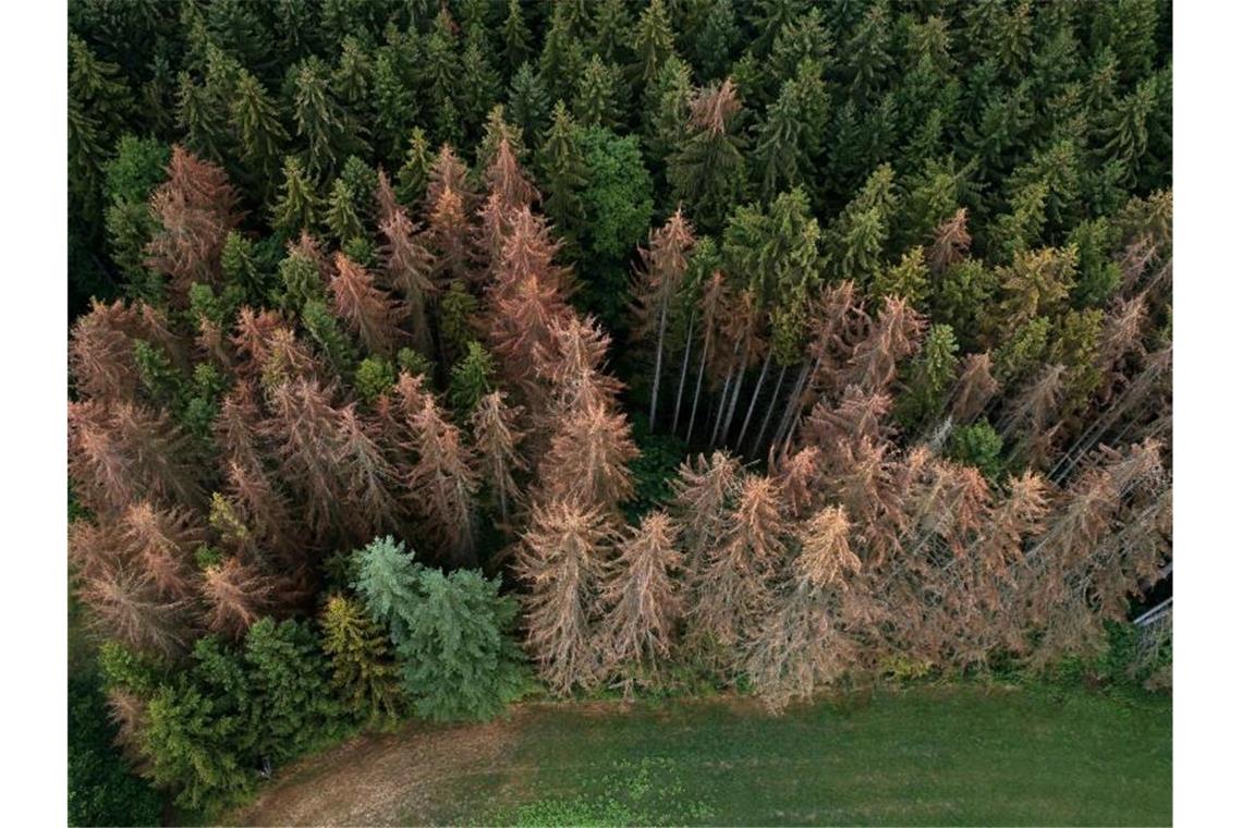 Die Luftaufnahme mit einer Drohne zeigt geschädigte Fichten. Foto: Thomas Frey