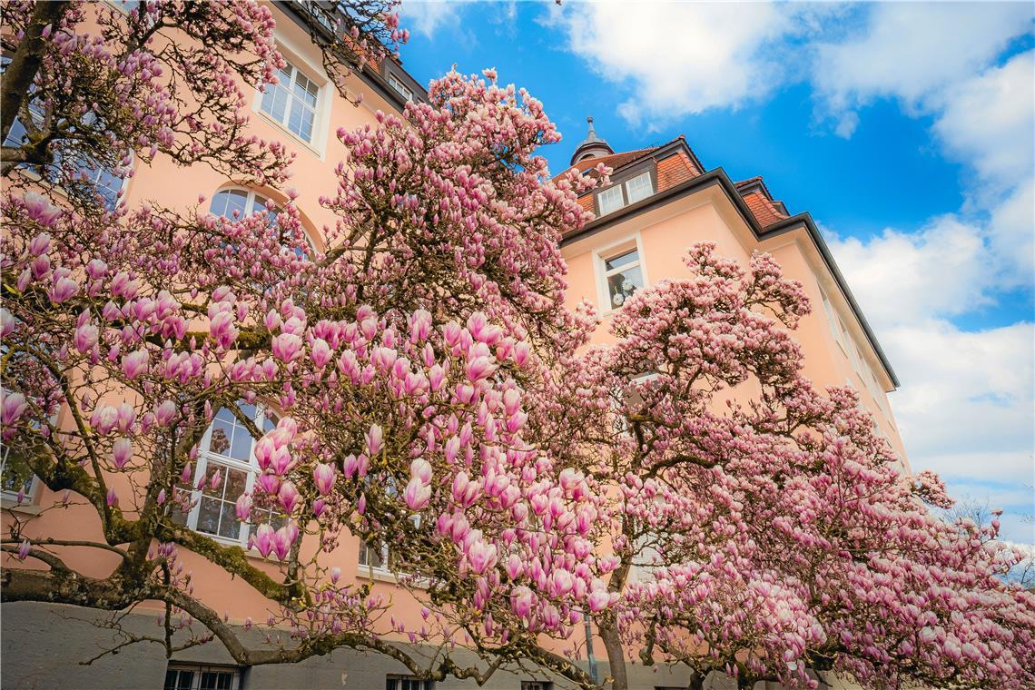 Drittwärmster März seit 20 Jahren Die Magnolie an der Backnanger Mörikeschule blüht und zeigt damit den Frühlingsbeginn an. Foto: Alexander Becher