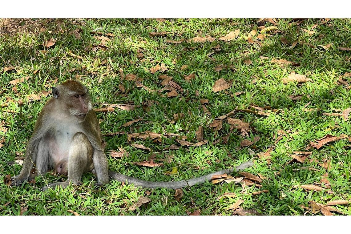 Polizeieinheit gegen aggressive Affen in Thailand
