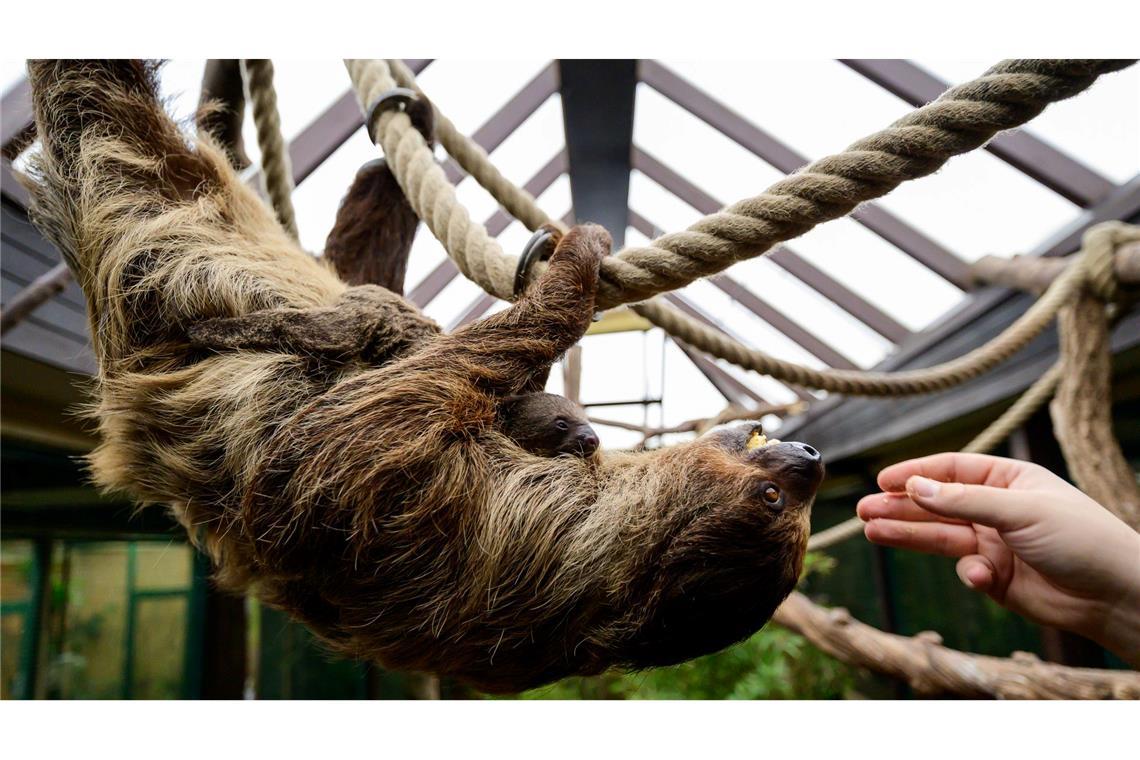 Die Mama nimmt das Ganze gelassen.