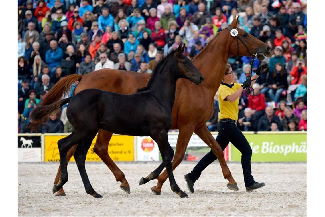 Die Marbacher Hengstparaden fallen in diesem Jahr wie erwartet wegen der strengen Corona-Auflagen aus. Foto: Daniel Maurer/dpa/Archivbild