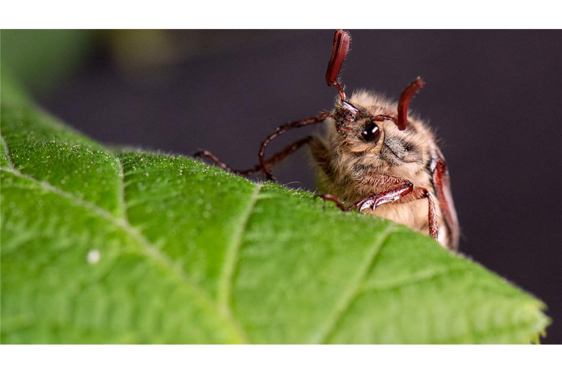 Die Massenflüge finden in der Regel alle vier Jahre statt. (Archivbild)