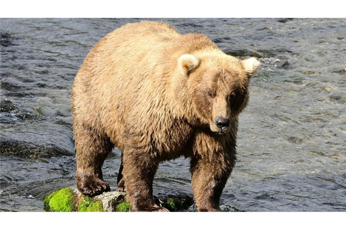 "Fat Bear"-Wahlen: "Chunk" und "Grazer" im Rennen Die massige Siegerin von 2023 und 2024, Braunbärin Grazer (Nummer 128), ist erneut dabei.
