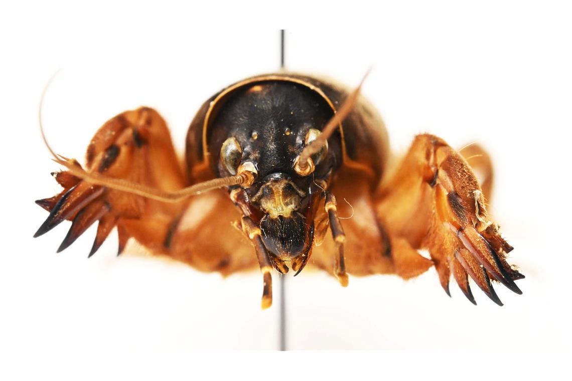 Die Maulwurfsgrille hat Schaufeln, um sich durchs Erdreich zu buddeln.