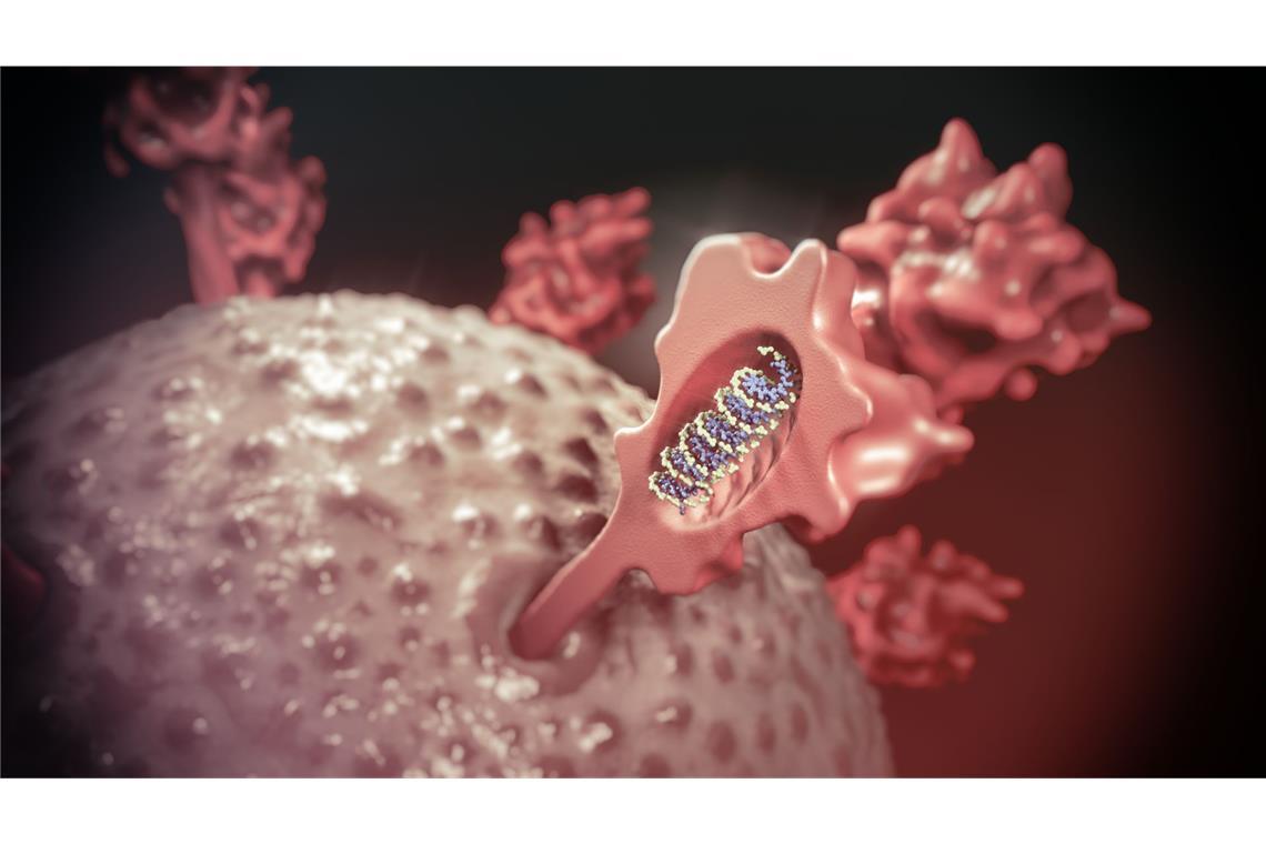 Die Medizin nutzt mRNA-basierte Arzneimittel für Impfstoffe, Gen- und Zelltherapeutika – hochwirksame Arzneimittel gegen Infektions- und Erbkrankheiten und gegen Krebs.