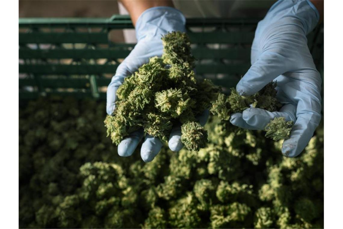 In der Schweiz wird Cannabis ab 2022 legal verkauft Die Medropharm GmbH baut in schweizerischen Kradolf-Schönenberg Cannabis zum medizinischen Gebrauch an. Foto: Christian Beutler/KEYSTONE/dpa