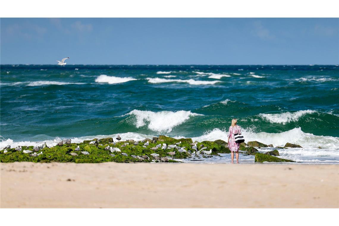 Die meisten in Nord- und Ostsee vorkommenden Quallen sind für den Menschen ungefährlich.