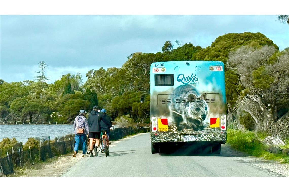 Australiens Selfie-Stars: Zu Gast bei den lächelnden Quokkas Die meisten Touristen auf Rottnest Island fahren Fahrrad - oder mit dem Quokka-Bus.