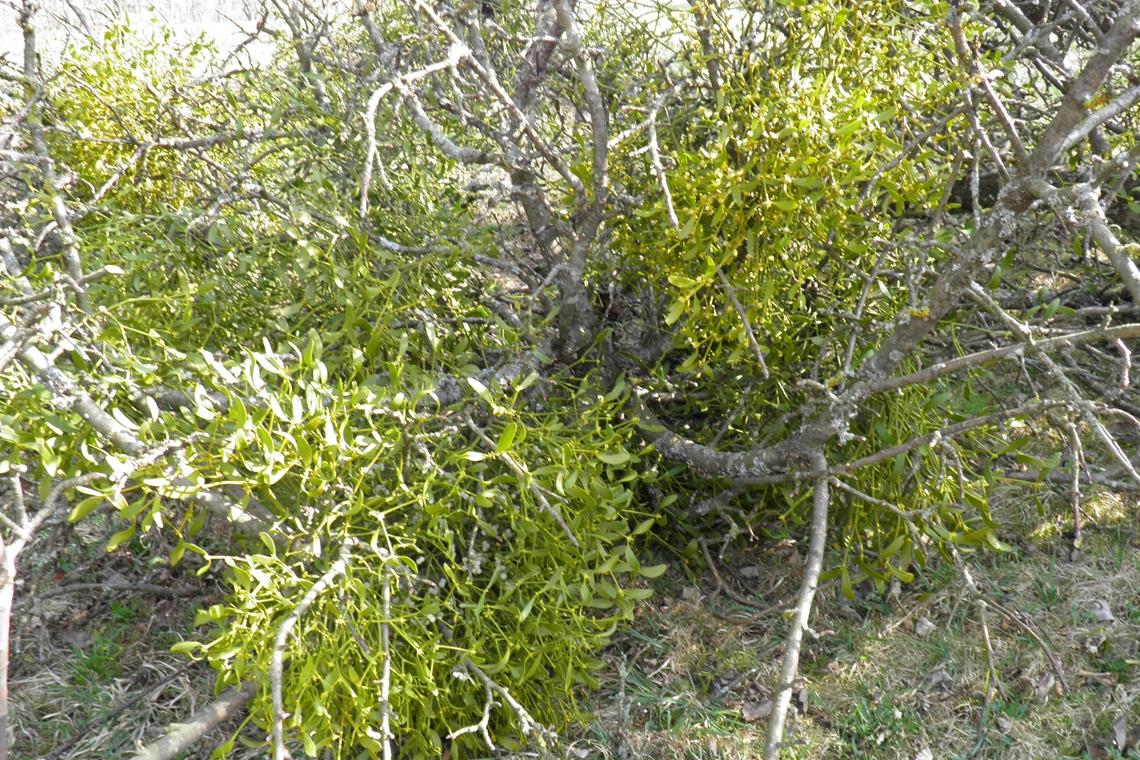 Mit Miraculix in die Streuobst-Zukunft Die Mistel ist landauf landab zur Plage geworden: Die Pflanze, entzieht ihrem Wirtsbaum Wasser und Nährstoffe.
