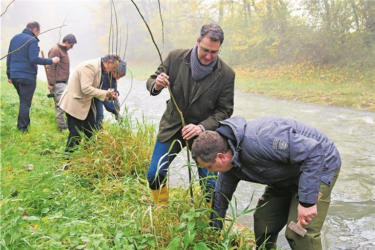 Die Mitglieder der Hegegemeinschaft und ihre prominenten Helfer Richard Sigel und Frank Nopper setzten gestern zahlreiche Stecklinge. Foto: T. Sellmaier