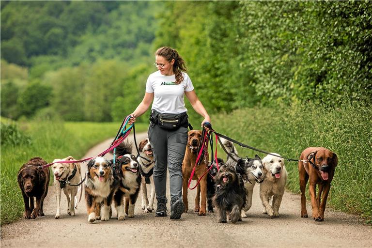 Die Montagsgruppe beim Spaziergang nahe Rietenau: Mit viel Freilauf und Ausgleich sind die elf Hunde mit Natalie Hoffmann unterwegs – angeleint sind sie nur dann, wenn es notwendig ist. Die Rasse ist dabei egal, aber verträglich müssen die Hunde sein. Fotos: Lara Zahs
