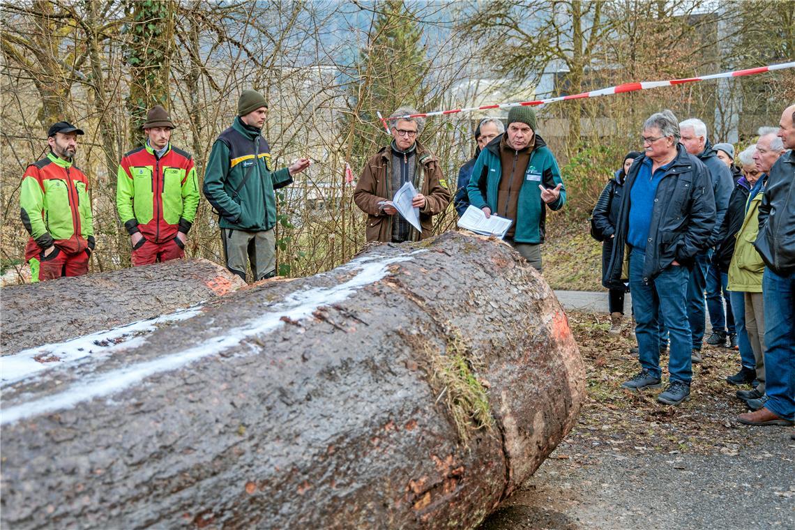 Edles Tannenholz ist begehrt Die Murrhardter Revierförster Philipp Dölker und Dieter Seitz (Dritter und Vierter von links) sowie Frank Hofmann von der Holzvermarktungsgemeinschaft (Fünfter von links) erläutern den Verkauf – hier bei den Holzblöcken einer Steinberger Tanne, die mit 510 Euro pro Festmeter ein sehr gutes Ergebnis erzielt hat. Der Baum stand in einer Klinge und ist grob geschätzt um die 120 Jahre alt. Foto: Stefan Bossow