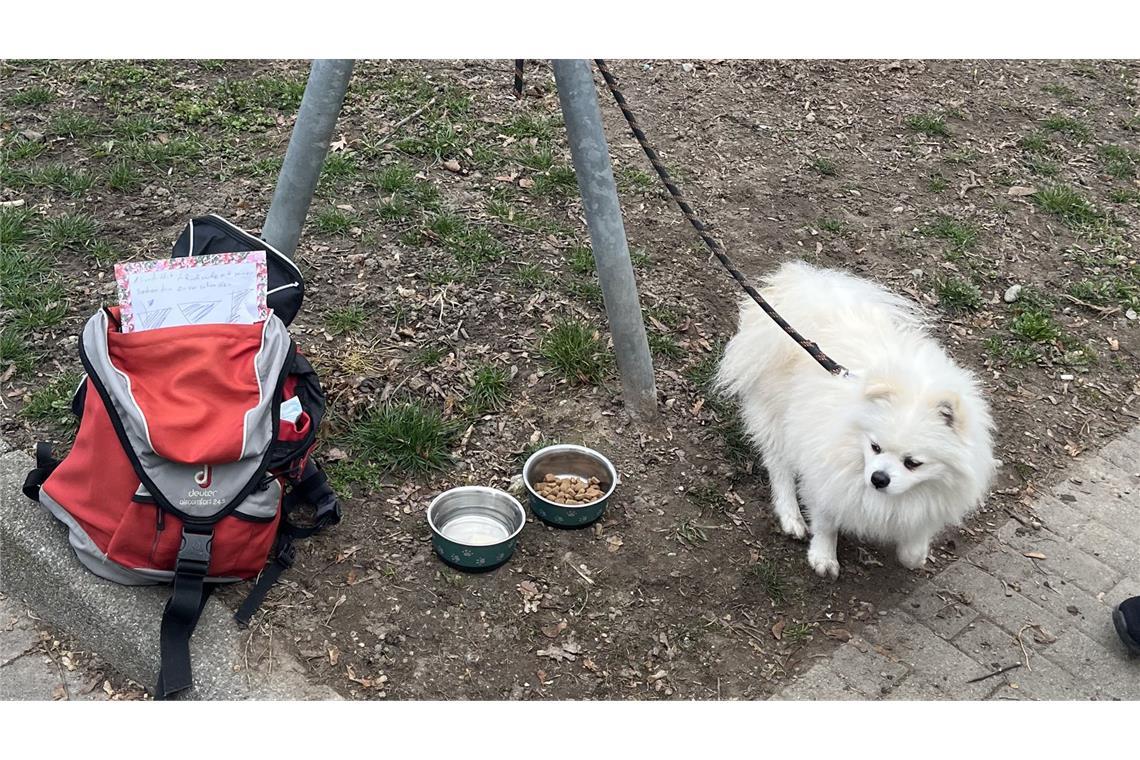 Hund  mit „Zu verschenken“-Schild ausgesetzt – Ex-Halter droht Bußgeld
