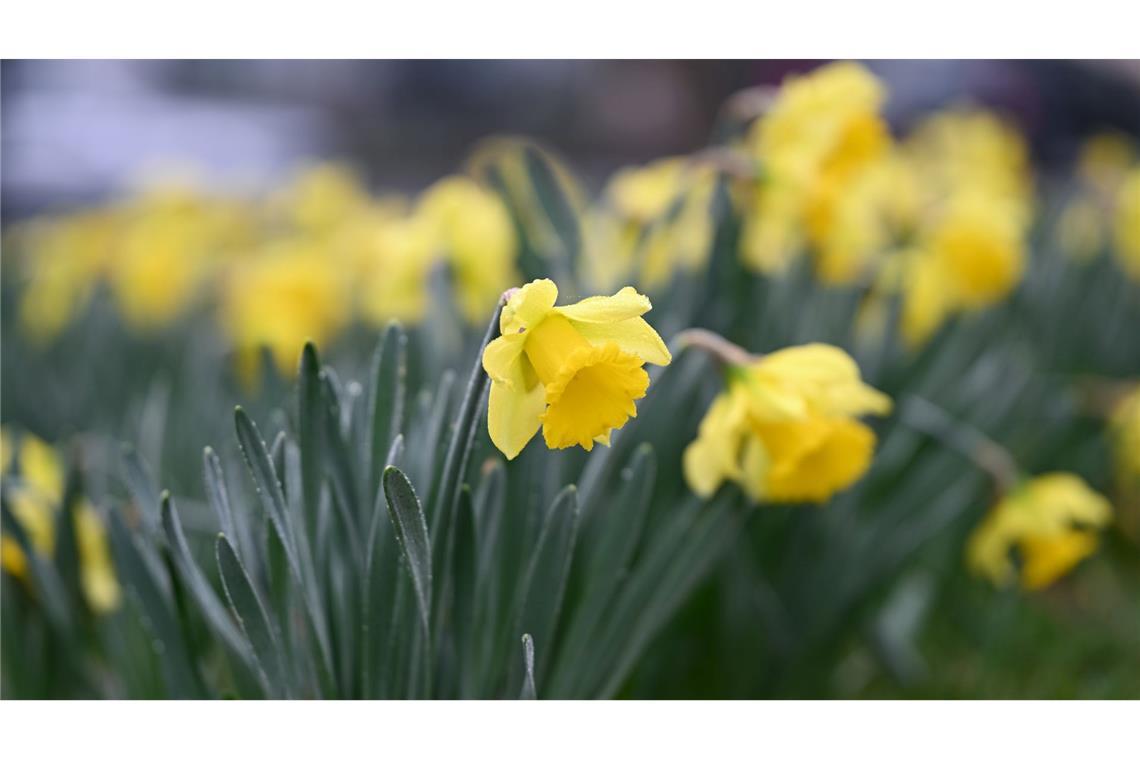 Ein Mal Sonne tanken – bis zu 23 Grad in Deutschland