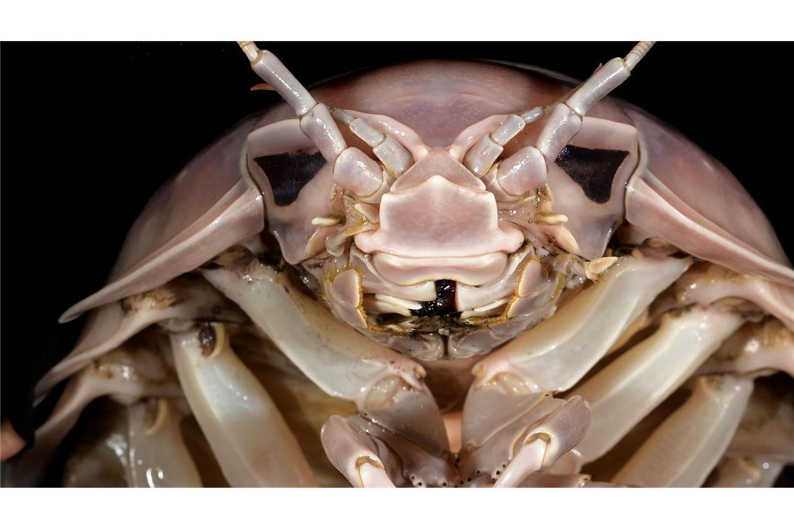 Neu entdeckte Riesenassel nach Darth Vader benannt Die neu entdeckte Asselart heißt Bathynomus vaderi - nach dem Star-Wars-Bösewicht Darth Vader.