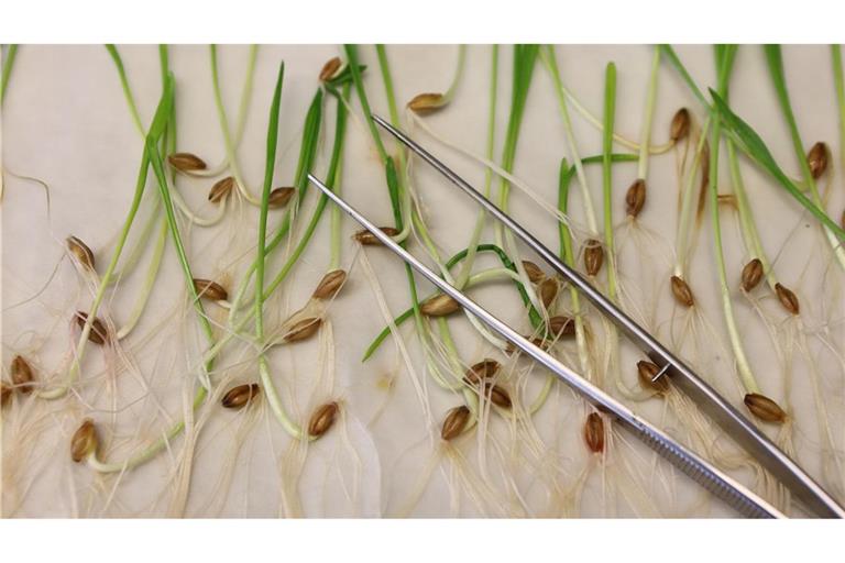 Die neuen Vorgaben müssen noch vom EU-Parlament und den EU-Staaten bestätigt werden. Normalerweise ist das Formsache, wenn sich die Unterhändler der Institutionen zuvor auf einen Kompromiss geeinigt haben.(Archivbild)