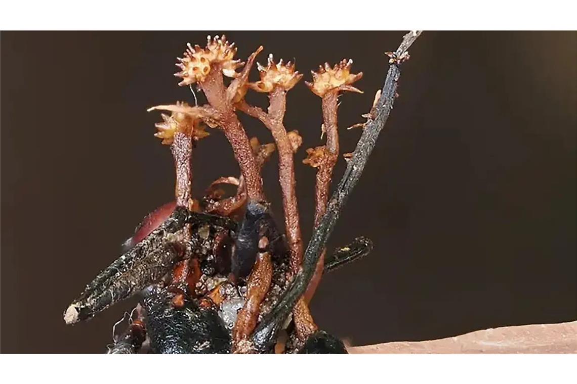 Die neuentdeckte Hyperparasitenart Pleurocordyceps cornusynnemata ist nach ihren auffälligen hornförmigen Strukturen benannt, hier zu sehen, wie sie auf einer toten Ameise wächst.