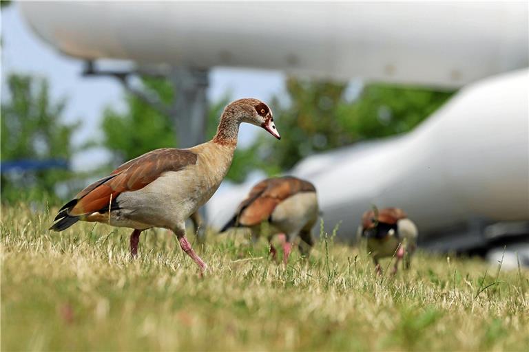 Die Nilgänse im F3 bleiben Thema. Foto: Benjamin Büttner 
