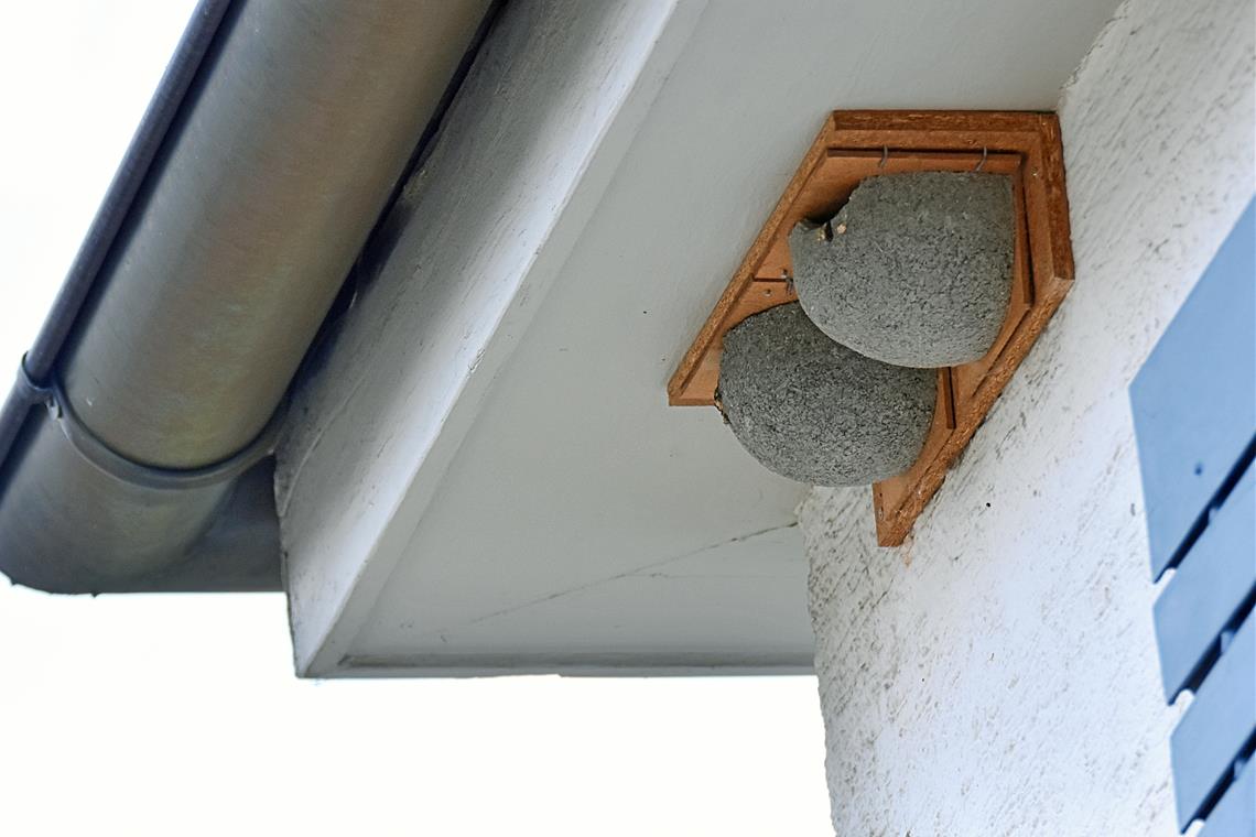 Heutensbacher Haus ist besonders schwalbenfreundlich Die Nisthilfen am Haus hat Familie Brünle schon vor vielen Jahren angebracht. Anfangs wurden sie nicht gut angenommen, das hat sich geändert. Fotos: Tobias Sellmaier