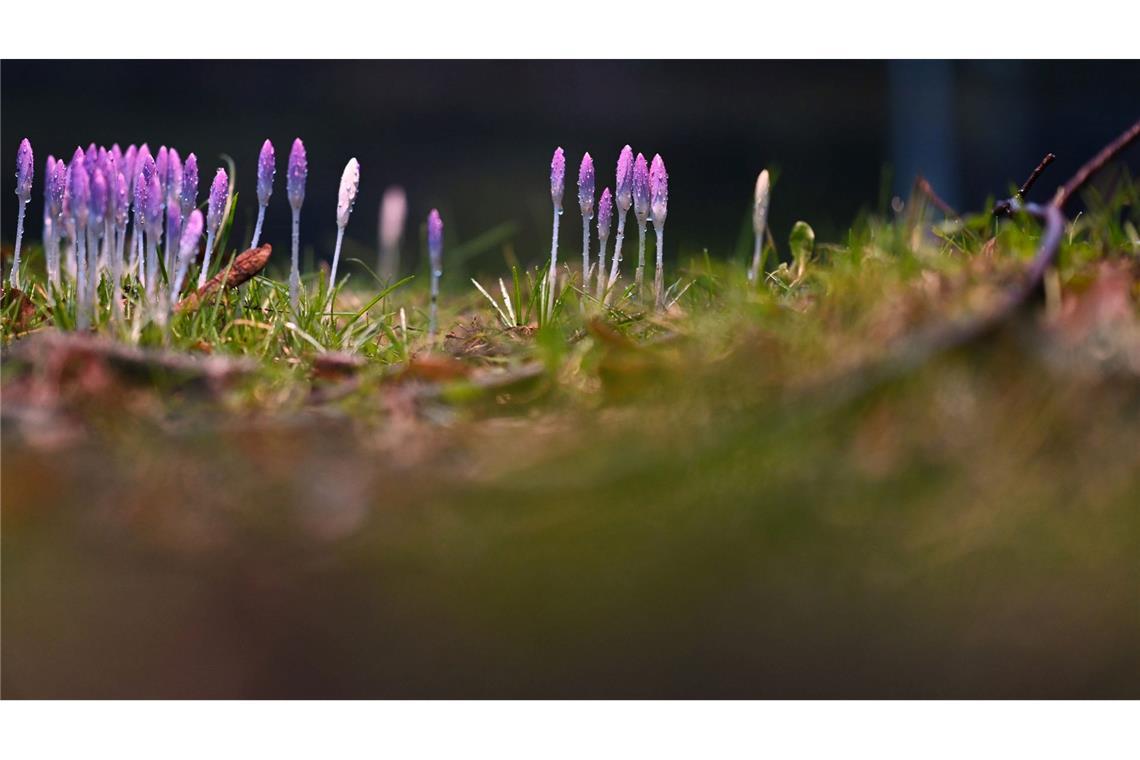 Die nun angenehmeren Temperaturen locken auch die Krokusse hervor.