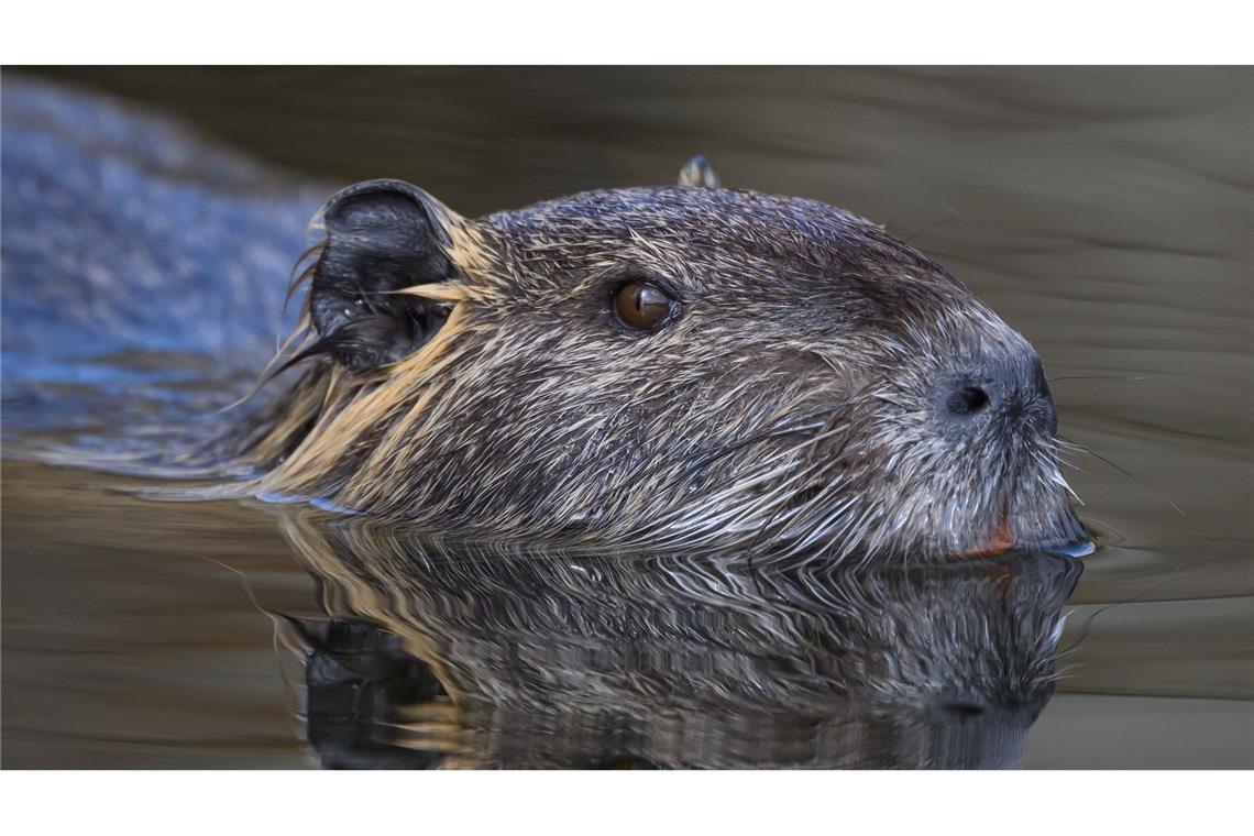 Warum mehr Nutrias eine Gefahr für den Hochwasserschutz sind Die Nutria ist eine aus Südamerika stammende und in Mitteleuropa eingebürgerte Nagetierart. (Archivbild)