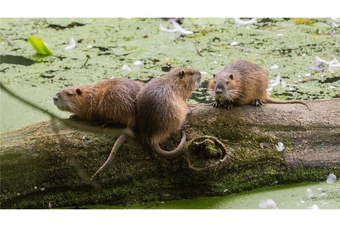 Schon fast 20.000 Nutrias erlegt – Aufhebung der Schonzeit geprüft