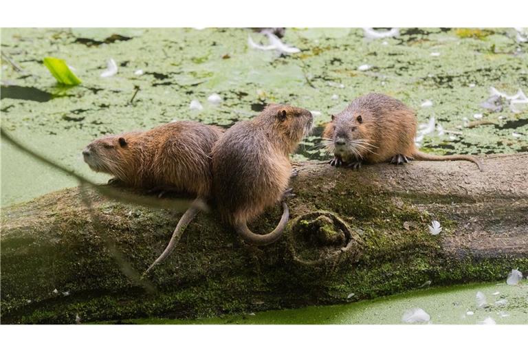 Die Nutrias sorgen für Schäden an Uferböschungen, Deichen und Hochwasserschutzanlagen (Symbolbild).