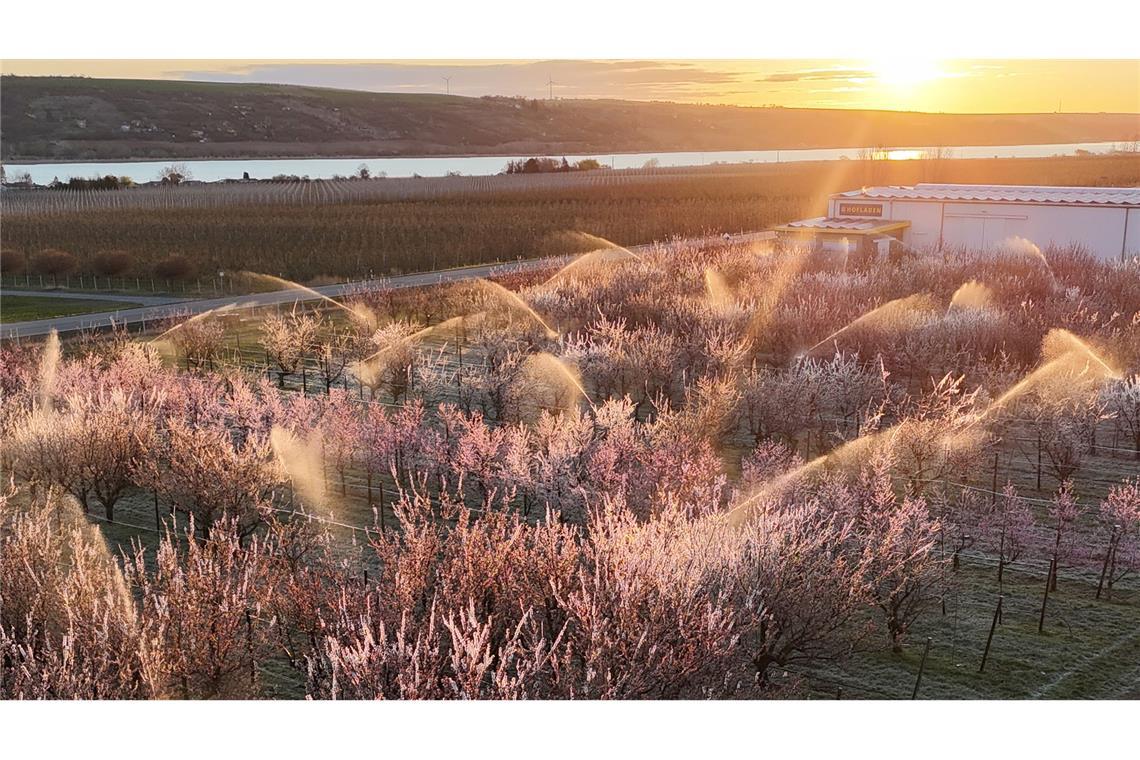 Obstbauern: Frostschäden nicht so schlimm wie 2024 Die Obstbauern kämpften mit Sprühwasser und warmer Luft gegen den Frost. (Archivbild)