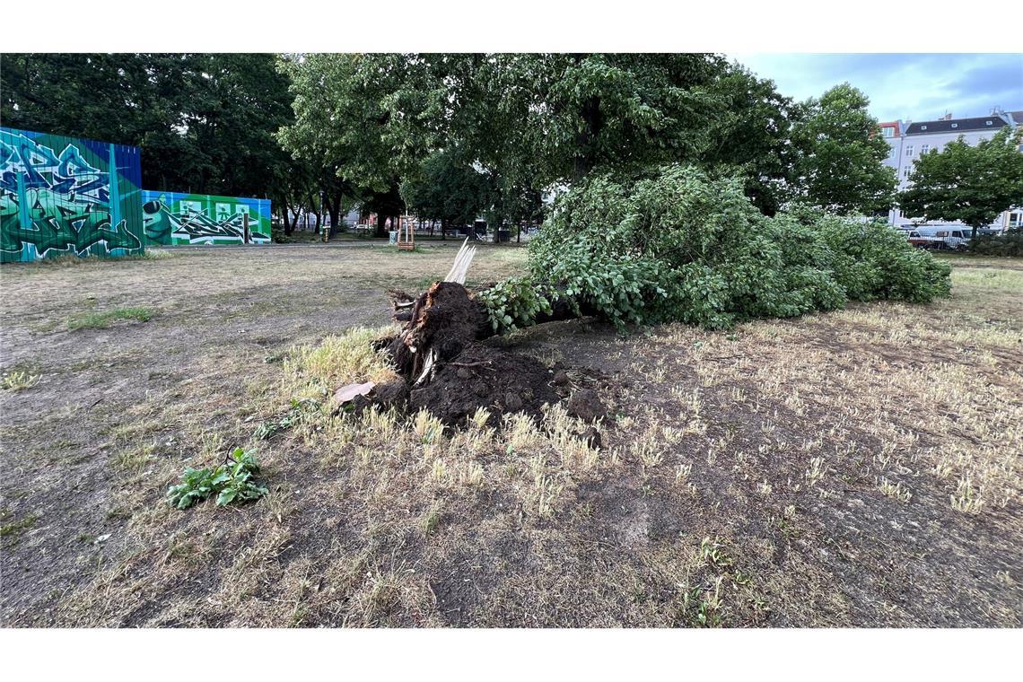 Nach Sturm-Chaos: Bahn-Verkehr in Berlin weiter gestört Die orkanartigen Böen rissen in Berlin ganze Bäume von ihren Wurzeln.