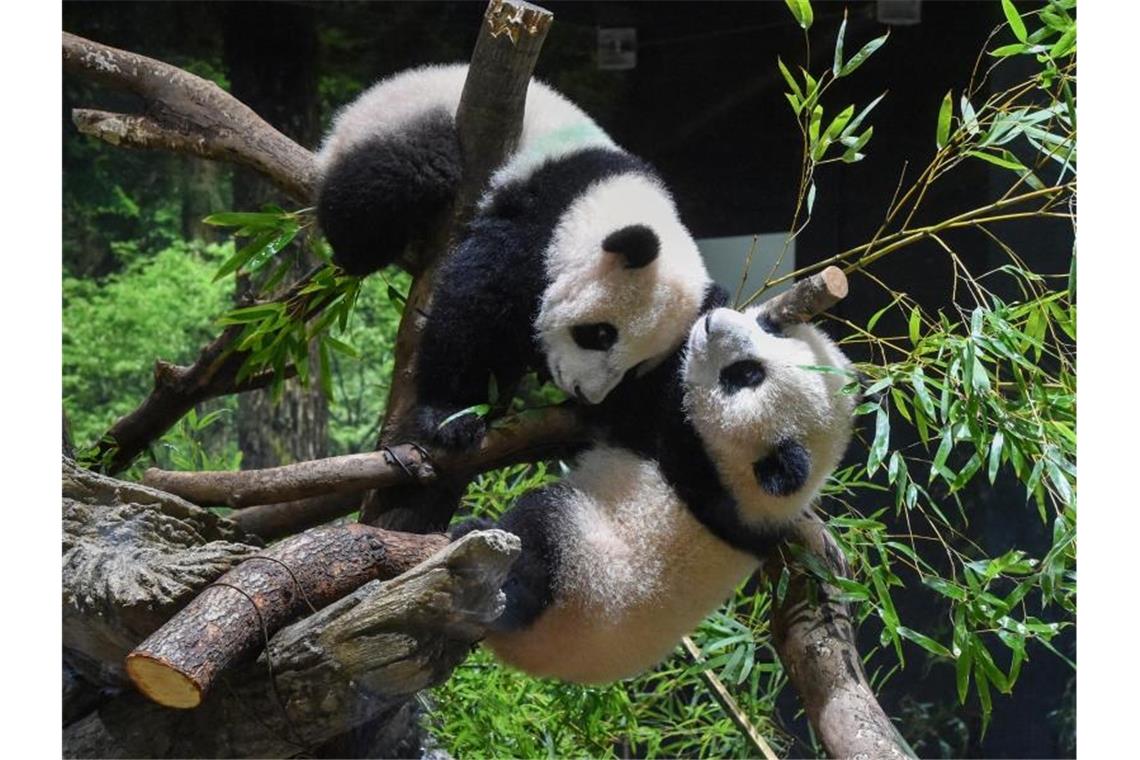 Japans ältester Zoo zeigt erstmals seltene Panda-Zwillinge Die Panda-Zwillinge Xiao Xiao (oben) und Lei Lei können im Ueno Zoo in Tokio bestaunt werden. Foto: Uncredited/Zoologische Parkgesellschaft Tokio via AP/dpa