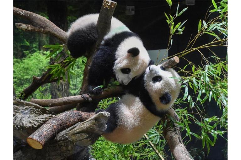 Die Panda-Zwillinge Xiao Xiao (oben) und Lei Lei können im Ueno Zoo in Tokio bestaunt werden. Foto: Uncredited/Zoologische Parkgesellschaft Tokio via AP/dpa