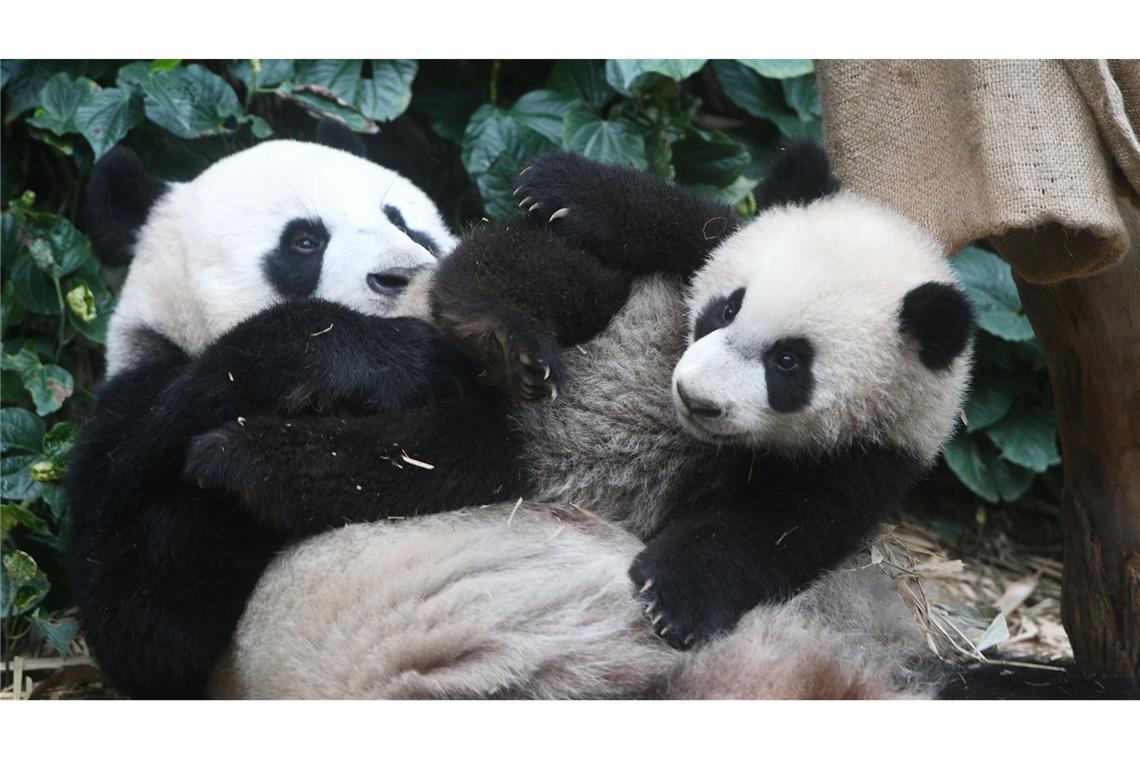 Die Pandas "Le Le" und "Jia Jia" im River Wonders Wildpark in Singapur.