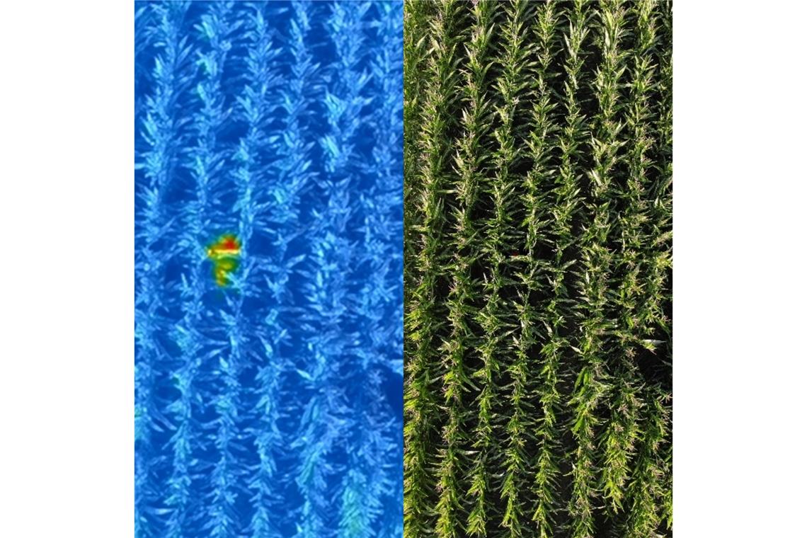 Die Person ist nur auf der Aufnahme der Wärmebildkamera (links) erkennbar (rot-gelber Fleck). Auf der normalen Aufnahme verdecken die Maispflanzen die Sicht. Foto: DRK Sulzbach