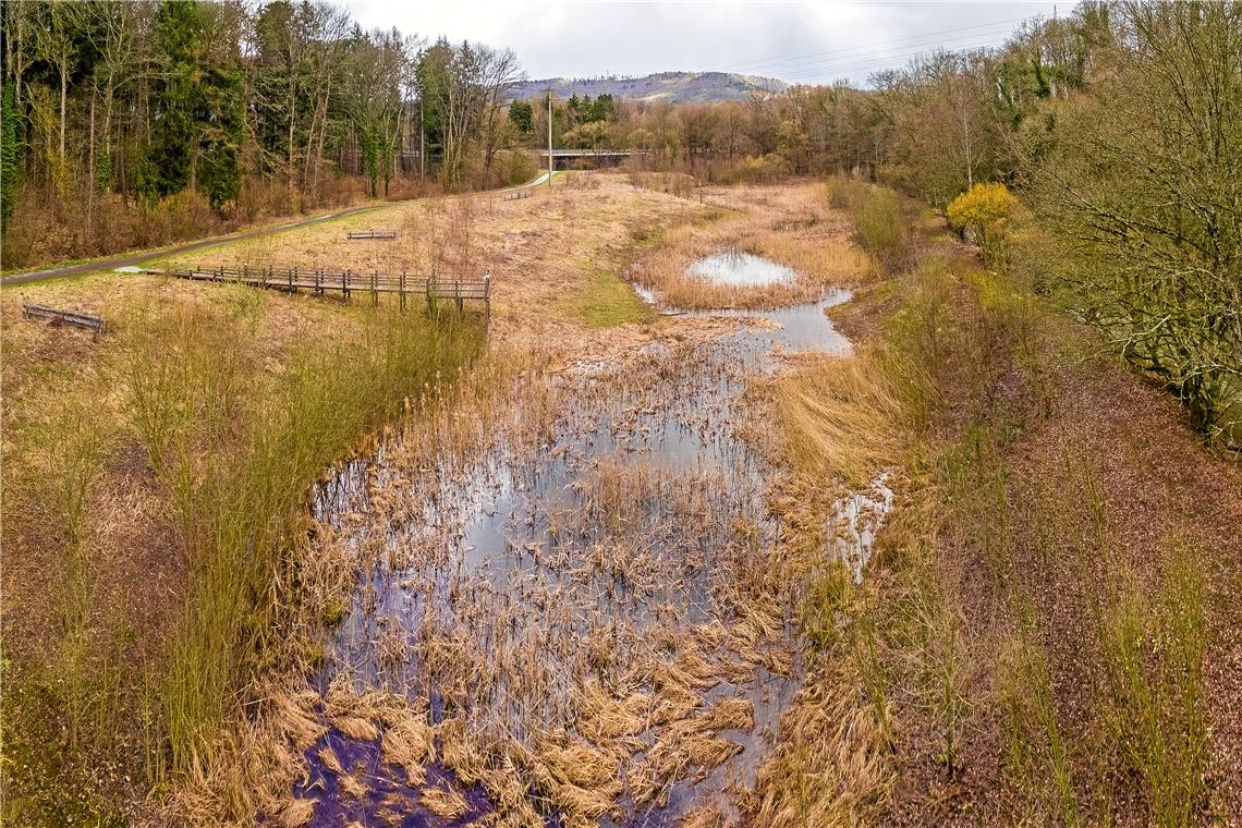 Die Pfaffenrinne war nie als Amphibienhotspot geplant, hat sich aber dazu entwickelt. Jetzt kommen die Nachteile des Standorts zum Tragen. Foto: A. Becher