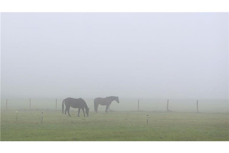 Die Pferde wurden mit Biomüll gefüttert (Symbolbild).