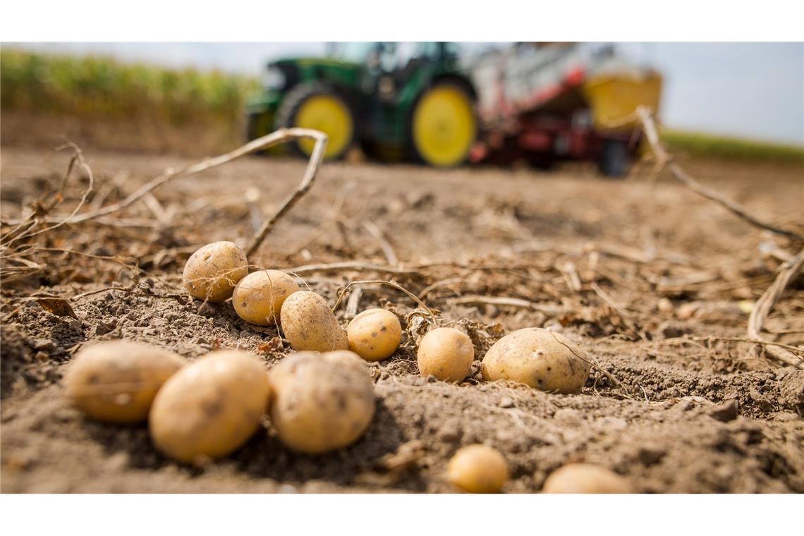 Wie eine Zikade Zuckerrüben und Kartoffeln bedroht Die Pflanzenkrankheit bedroht auch heimische Kartoffeln. (Archivbild)