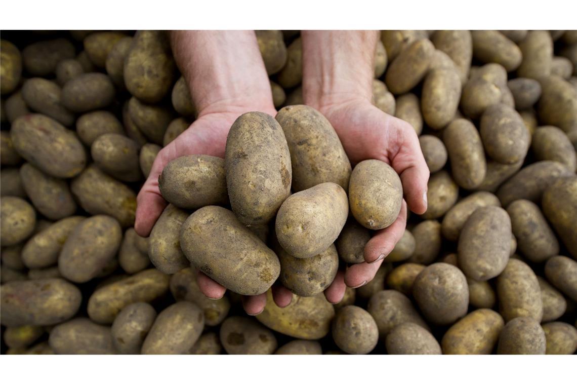 Massive Ernteausfälle durch Pflanzenkrankheit Stolbur Die Pflanzenkrankheit Stolbur bedroht auch heimische Kartoffeln.